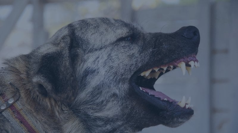 Aggressive dog barking at person