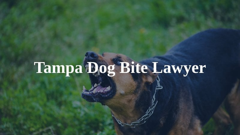 Tampa Dog Bite Lawyer
